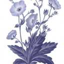 Posterazzi PDX52741LARGE Dark Blue Botanical VI Wild Apple Portfolio Poster Print, 24 x 36, Multicolor