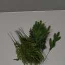 40 Pcs Artificial Pine Branches Assorted Faux Pine Stems Cedar Leaves Needle Sprigs Plastic Fake Christmas Greenery Pine Picks for Xmas Tree Wreaths Garlands DIY Accessories Home Decor (40, Green)