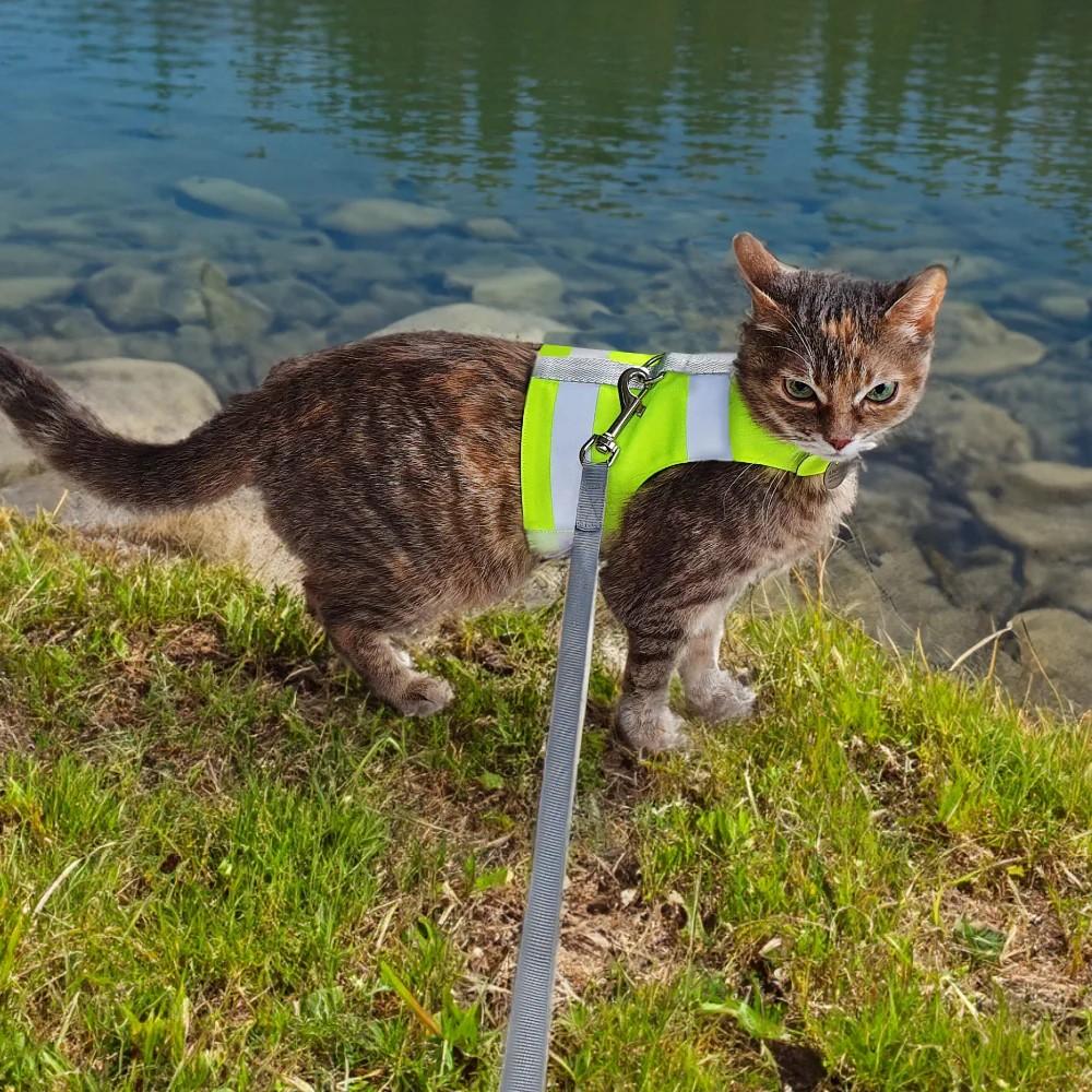 Walking Set For Cat, High Visibility Neon Yellow Harness With Reflective Stripes