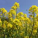 3 x 500+ Seeds Mustard - Vegetable Yellow
