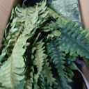 Hollyone 2Pcs Artificial Large Fern Boston Potted Plant for Outdoors & Indoor 25.5inch Faux Fake Fern Bush Plant in Pot for Patio Garden Farmhouse Windowsill Entrance Porch Office Room Home Decor