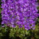 NiHome 48PCS Artificial Wisteria Hanging Flowers, 3.6ft Long Flexible Stems, Easy to Hang for Wedding, Party, Home, Office Decor, Indoor Outdoor Backdrops, Centerpieces, DIY Arrangements (Purple)