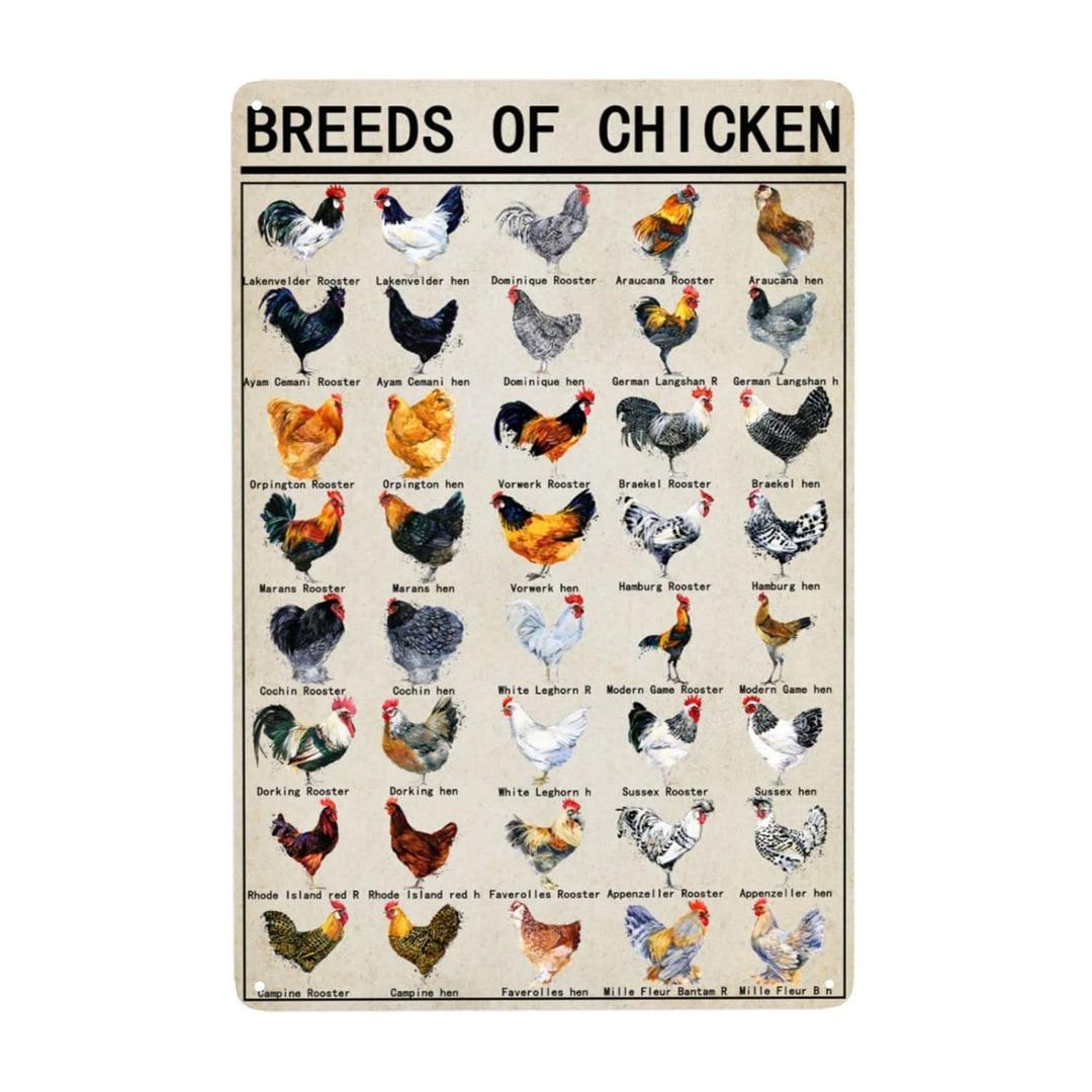 Breeds Of Chicken Vintage Metal Tin Signs World Education Science Classroom Chart Retro Wall Decor Wall Art Funny Posters Gifts 8x12 Inch + Chicken Warning Poster Etc.