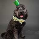 Elegant little tail St. Patrick's Dog Collar, Green Clover Print Sturdy Soft Dog Collars Pet Gift Puppy Bowtie Adjustable Pet Collars for Small Dogs (Small (Pack of 1), A: Gold Lucky)