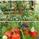 Plant Support Clips, 120 PCS Gentle Flower Plant Clamps for Supporting Vine Climbing Plants, Gardening Lever Loop Gripper Clips Help Stems Vines Grow Straight Upright, 2 Sizes in one Pack