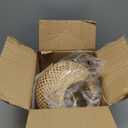 Frideko Bamboo Lantern Plug in Wall Sconces Wicker Wall Lamp with Plug in Cord Hand Woven Rattan Wall Light Farmhouse Rustic Wall Sconces Boho Sconces Wall Lighting for Living Room Bedroom (Orange(1PC))