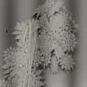 6 Pcs Glitter Snowflake Picks for Floral Arrangements 16.9 Inch Christmas Snowflake Picks Sprays Branches White Xmas Tree Sticks for Winter Wonderland Decorations Vase Fillers Wreath DIY