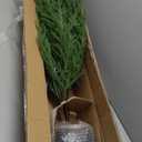 4FT Pre-Lit Artificial Norfolk Pine Christmas Tree  Realistic Potted Tree with 100 LED Lights & 8-Function Battery Box, Pre-Assembled Faux Holiday Dcor for Indoor Use