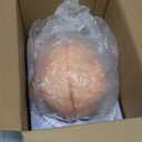 BEAMNOVA Human Brain Model for Teaching Neuroscience with Vessels Life Size Anatomy Model for Learning Science Classroom Study Display Medical Model