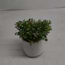 Artificial 9" Boxwood Plant Green 