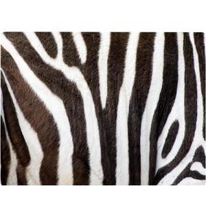 Animal African Zebra Print Kitchen Glass Cutting Board Decorative Gift Farm Home Serving (Zebra)