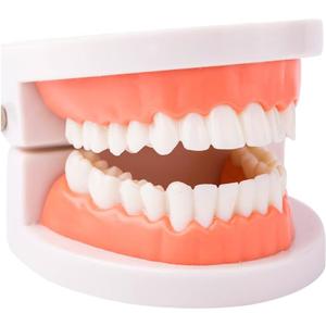 Dental Teeth Model, Standard Teeth Model, Denture Mouth Model Demonstration for Kids Dental Teaching Study Supplies