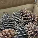 12 PineCones 3 to 4.5 Tall Bulk Package in a Protective Box All Natural, Bug Free, Large Pine Cone Ornaments Natural Pinecones Decoration for Crafts DIY Wreath Home Wedding Christmas Tree Decoration