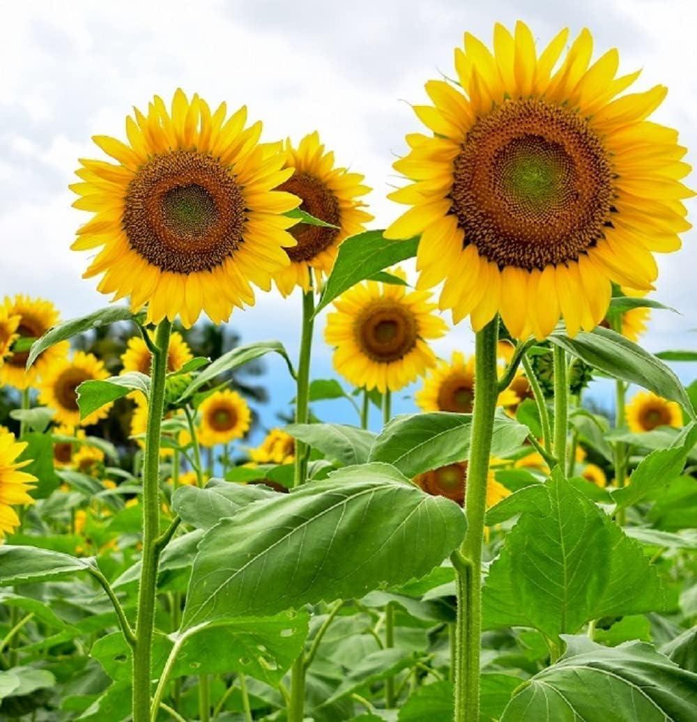 2 x 394+ Giant Mammoth Sunflower Seeds for Planting, Pack for 2027 USA Premium Non-GMO Flower Seeds - Bulk Packet, Heirloom, High Germination, Helianthus annuus (EXP 12/31/27)