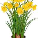 Artificial Flowers in Pot 16" Fuax Daffodil Potted Flowers Plant Decor Room Farmhouse Fake Yellow Flower Plants Centerpieces Desktop Spring Summer Flowers Home Decor Indoor for Living Room Kitchen