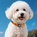 2 x Kazazoo Reflective Dog Collar with Soft Padding Dog Collar for Medium & Small Dogs, No Pull, Heavy Duty, Adjustable Nylon Collar with Quick-Release Buckle, Walking Training-Orange-XS