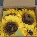 Winlyn Artificial Sunflowers in Rustic Galvanized Metal Milk Vase 12" Tall Farmhouse Centerpiece Yellow Silk Sunflower Stems Floral Arrangements for Country Fall Wedding Home Kitchen Table Dcor