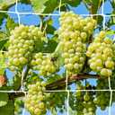 2 Pack 5x30 Ft Plant Trellis Netting, YHmall Heavy Duty Garden Trellis Netting with 50pcs Garden Ties, Square Mesh Outdoor Grow Net for Vining Climbing Plants, Tomatoes Peas Cucumber and Flower