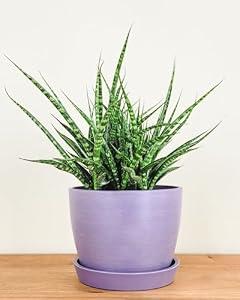 PlantVine Meseta Planter 6.5-inch, Lavender, Indoor/Outdoor