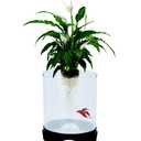 Penn-Plax Aquaponic Planter and Aquarium for Betta Fish | Tank Promotes Healthy Hydroponic Environment for Plants and Fish