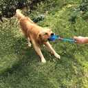 Orgrimmar 3.5" Dog Squeaky Chewing Balls 3 Packs Pet Soft Cleaning Teeth Toys Dogs Spiky Balls with High Bounce for Small Medium Large Pet Dog Toys