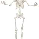 Lodou 5.4ft/165cm Life Size Skeleton,Giant Skeleton Full Body Realistic Bones with Movable Joints for Halloween Decorations Outdoor (Gray, 5.4Ft)