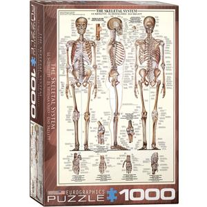 EuroGraphics Skeletal System (Chart) Puzzle (1000-Piece) (6000-3970) , Brown