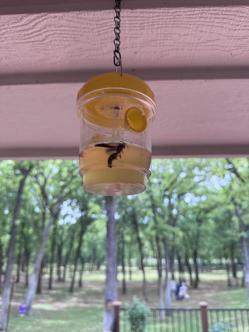 Wasp Traps 4 Packs