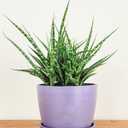 Meseta Planter 6.5-inch, Lavender, Indoor/Outdoor