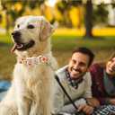 9 x Lionheart Glory Adjustable Heavy Duty X-Small Dog Collar for Halloween (Pumpkin and Flower)