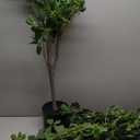 7ft Artificial Black Olive Tree, Faux Plants Indoor, Fake Black Olive Trees for Home Decor, Large Tall Tree - Indoor Decorative Plant & Potted Tree, 7 ft Faux Olive Tree for Home Office Decor (Green)