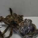 Fun World Posable Hairy Spider Black 30" 2 Pcs