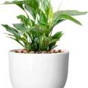 8 Inch Ceramic Planter, Plant Pots with Drainage Hole and Separable Saucer,Indoor-Outdoor Round Succulent Orchid Flower Pot,Indoor pots for Plants(Smooth White, Plant Pot only)