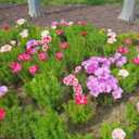 8 x 300+ Seeds Satin Flower Mix Godetia Clarkia - Flower Multicolor