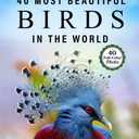 The 40 Most Beautiful Birds in the World: A full color picture book for Seniors with Alzheimer's or Dementia (Vibrant Wonders Picture Books) Paperback