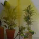 LBW Plant Grow Light, Full Spectrum Tri-Head Desk Plant Light for Indoor Plants, Growing Lamp with 3H/6H/12H Timer, 6-Level Brightness, 3 Lighting Modes, Height Adjustable, Ideal for Indoor Growth