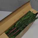 12Pcs Realistic Norfolk Pine Branches -18Inch Artificial Real Touch Christmas Pine Stems Picks Greenery Fake Cedar Pine Branch for Vase DIY Crafts, Xmas Indoor Outdoor Home Decor