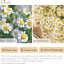 Serwalin 24pcs Small White Daisy Flowers Artificial Fake Wildflower Bouquet, Realistic Faux Daisies Arrangements for Wedding, Vase Centerpiece Table Decorations, DIY Home Party (Not Include Basket)