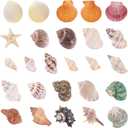 Natural Mixed Beach Seashells and Starfish Kit, Various Sizes Ocean Conch Shells for Beach Theme Party, Home Decor, Fish Tank Aquarium, Wedding Decor & DIY Crafts