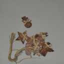 8 Pcs Rustic Christmas Tree Ornaments Wooden Farmhouse Christmas Ornaments Angle Snowflake Reindeer Tree Hanging Decor for Xmas Home Office Fireplace Winter (Brown,4.3 x 3.9 Inches)