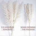 46" inch 10 Stems Cream Pampas Grass Decor Tall, Dry Flowers for Floor Vases Decor, Natural Dried Flowers for Wedding, Natural Home Decor, Wall Grass, Glam Decor