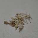 12 Pcs Mini Skeleton Figurines, Small Tiny Skeletons for Crafts, Halloween Party Decorations Supplies (Off White: 12pcs)