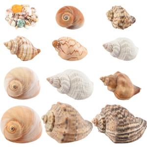 11PCS Hermit Crab Shells | Natural Sea Conch Size 1.5"-3.5" | Growth Turbo for Small to Medium and Large CrabsSaltwater Hermit Crab Supplies and Sea Shell for Beach Decor,Get 1 Pack of Small Shells