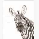 Safari Zebra Peek-a-boo 16"×20"