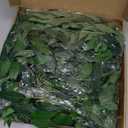 Mizii Artificial Vines Garland 10 Feet Faux Italian Ruscus Vine Greenery Garland Silk Green Leaves Decoration Fake Plants Greenery for Table Centerpieces Home Room Wall Wedding Arch Decor (10 feet)