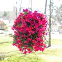 Artificial Bougainvillea Faux Flowers Plants Baskets for Outdoor Outside Decoration, 3PCS Fake Silk Flowers Long Trailing Vines UV Resistant Realistic for Front Door Porch Patio (PurpleHotpink)