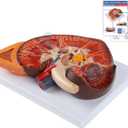 QzzXoq 3X Enlarged Kidney Model - PVC Human Kidney Anatomy Models Biology Demonstration Includes Anatomy of Adrenal Gland and Nephrons for Doctor's Offices, Medical Learning Resources