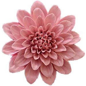 AMERRY Ceramic Wall Art - 3D Flower Hanging Sculpture, Handmade Porcelain Decor (Pink, Paeonia Lactiflora, 3.54") AMERRY Ceramic Wall Art - 3D Flower Hanging Sculpture, Handmade Porcelain Decor (Pink, Paeonia Lactiflora, 3.54")