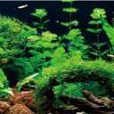 AWERT 24x16 inches River Bed & Lake Fish Tank Background Seagrass Aquarium Background Aquarium Background Vinyl Background