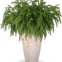 12 Pcs Artificial Norfolk Pine Branches, Norfolk Pine Artificial Pine Stems DIY Crafts Faux Christmas Greenary Norfolk Pine Branches for Xmas Wreath Garland Home Decor